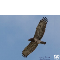 گونه عقاب مارخور Short-toed Eagle